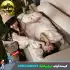 کیسه خواب کودک نیچرهایک CNH22SD001
