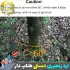 اره زنجیری دستی طناب دار کمپینگ