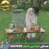 صندلی تاشو کمپینگ ماونتین هایکر مدل SZK1050