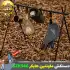 دستکش نسوز کمپینگ و آشپزی ماونتین هایکر مدل SZK546